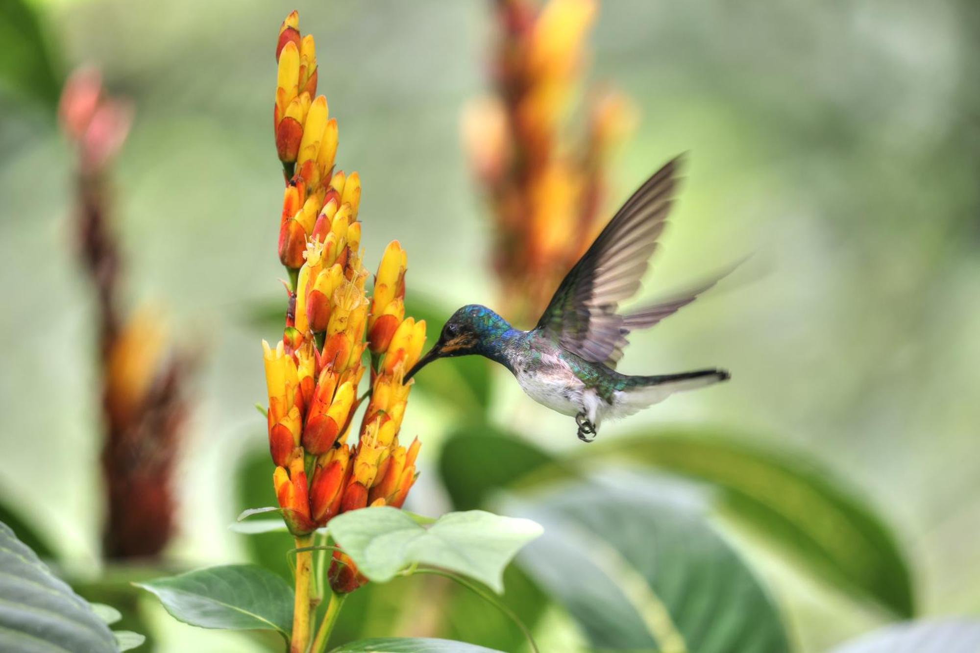 Hadco Experiences At Asa Wright Nature Centre Blanchisseuse 外观 照片